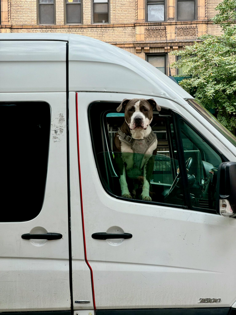 A dog looks out from a van window parked on a bustling city street.