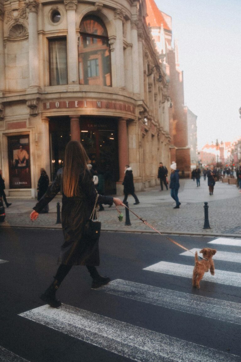 A woman walks her dog on a city street crosswalk in a pedestrian area.